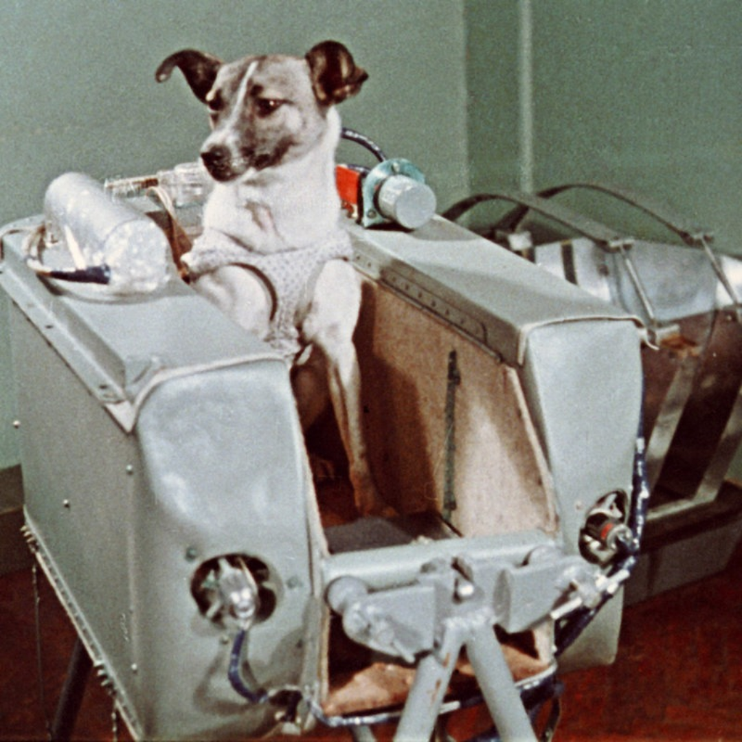 Laika